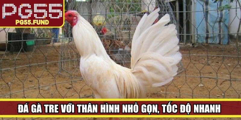 Đá gà tre với thân hình nhỏ gọn, tốc độ nhanh và khả năng di chuyển linh hoạt