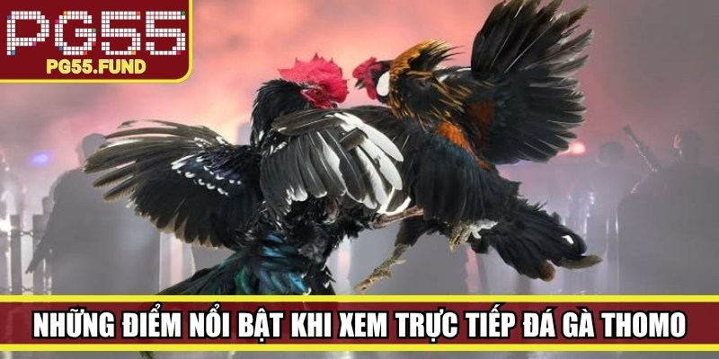 Những điểm nổi bật khi xem trực tiếp đá gà Thomo